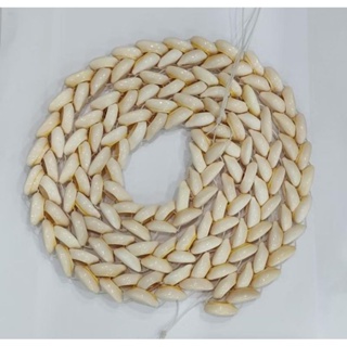 Braja de Búzio Branco  Natural - 1,40m em Oferta na Shopee