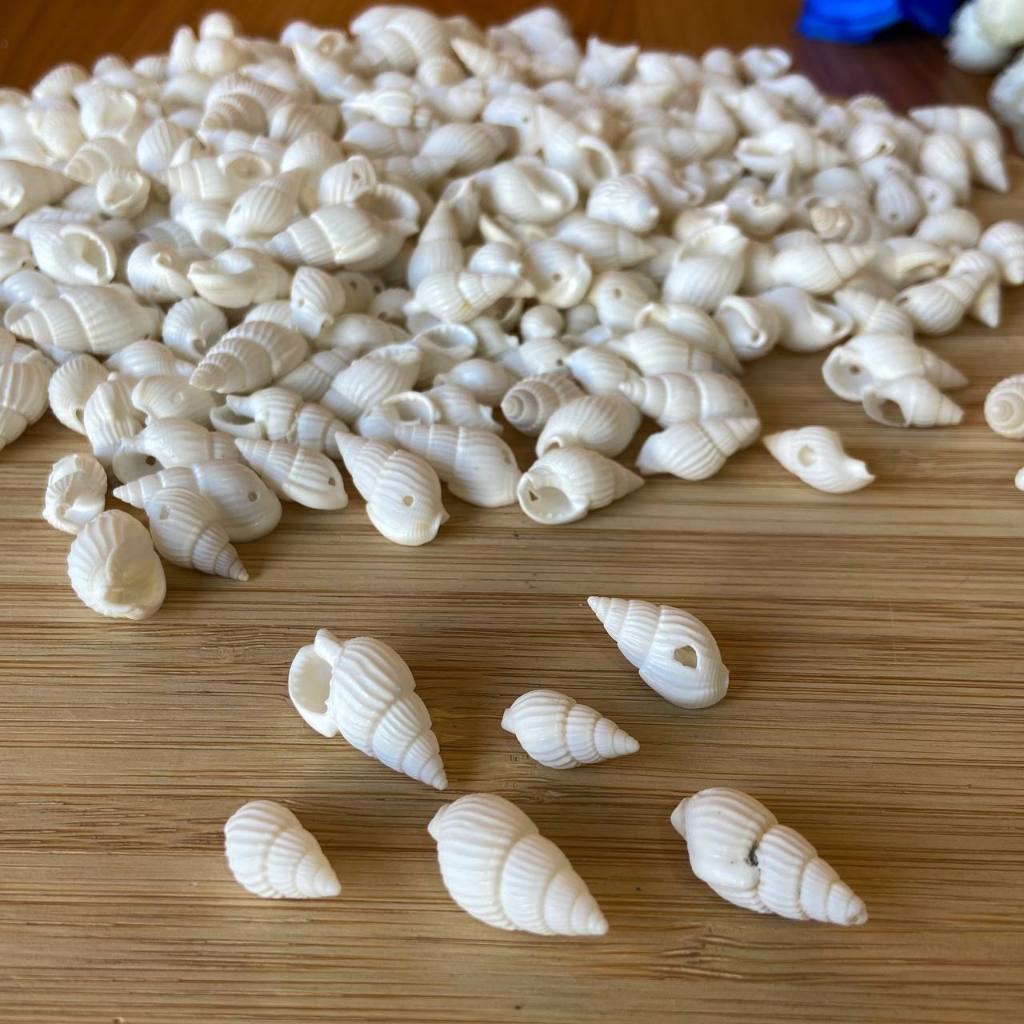 Aplique mini Concha Caracol  1,cm  Pacote Com 10 Unid Ou Mais em Oferta na Shopee