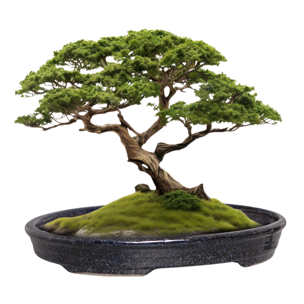 Vaso p Bonsai Ref:23 Ceramica Petrópolis 47.4x35.4x6.7