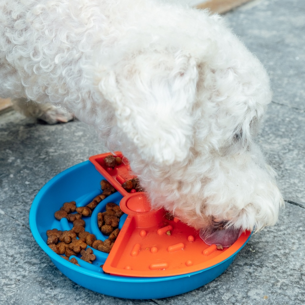 Comedouro Interativo para Gatos: Onde Comprar | BuscaProdutos