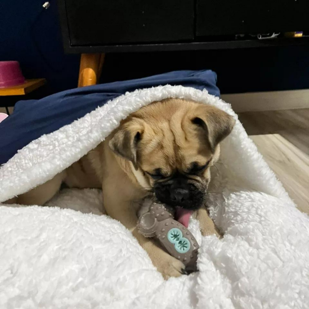 Caminha Pet Com Saquinho para Dormir Canguru P ao XG Para Cães e Gatos