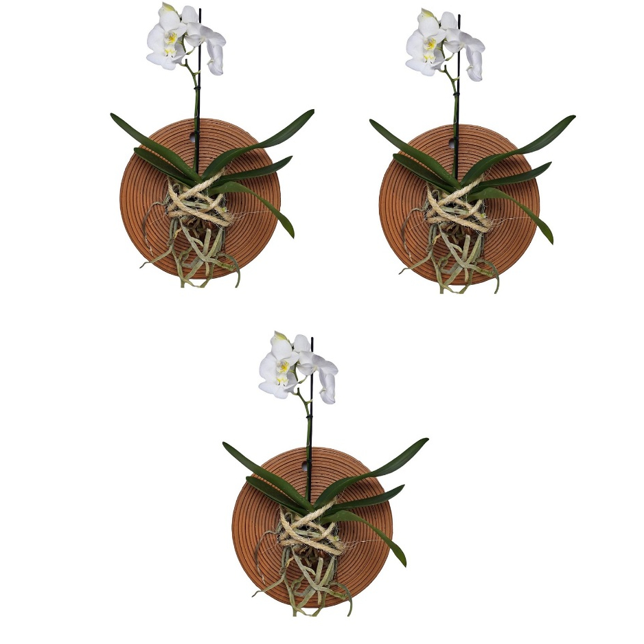 3 Vasos De Barro Prato Enraizador para Orquídea Decorativa Mandala - Kit Com 3