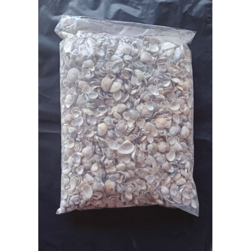Pacote de Conchas pequenas do Mar 1kg para Jardinagem, Decoração e Artesanato