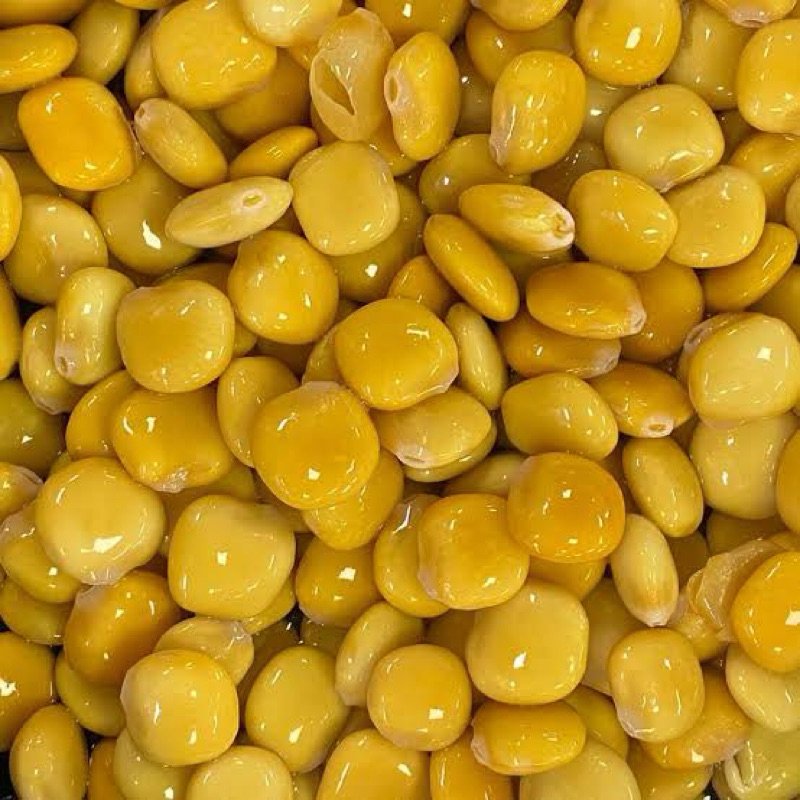 Tremoço Português Graúdo  IMPORTADO