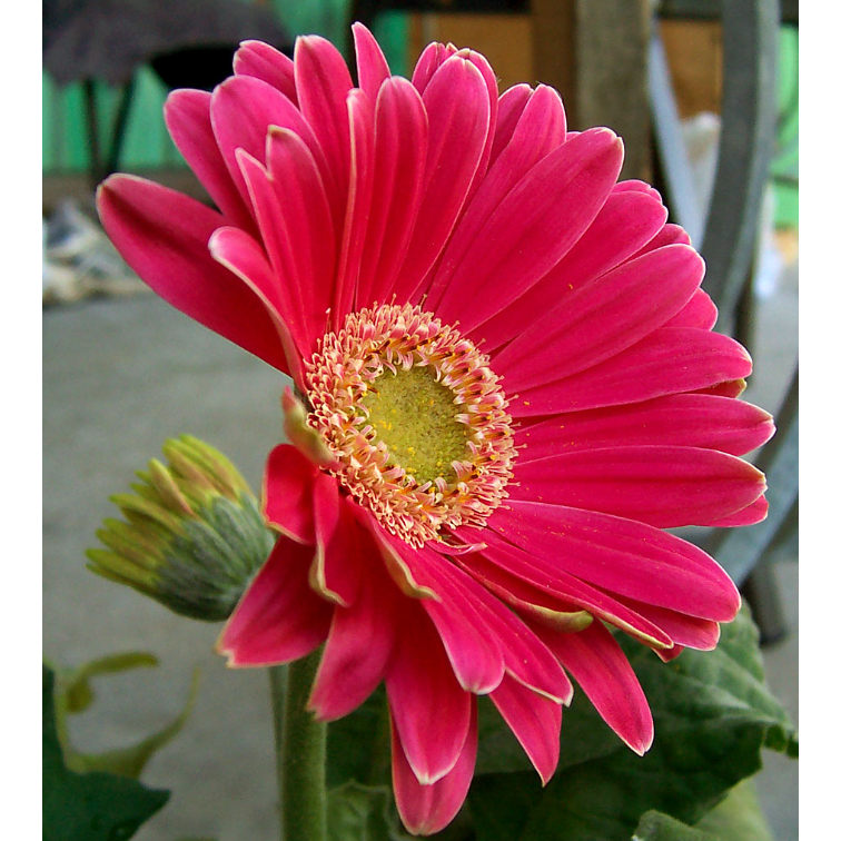 Sementes Girassol Rosa Girassol Pink + Manual de Plantio ENVIO RÁPIDO!!!
