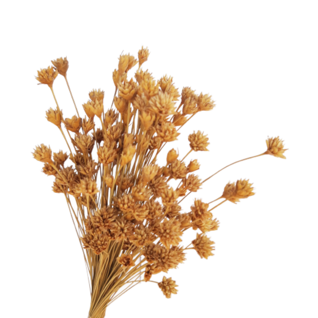 Flor Decoração Espeta Nariz Desidratado Buque 100 Hastes Natural em Oferta na Shopee