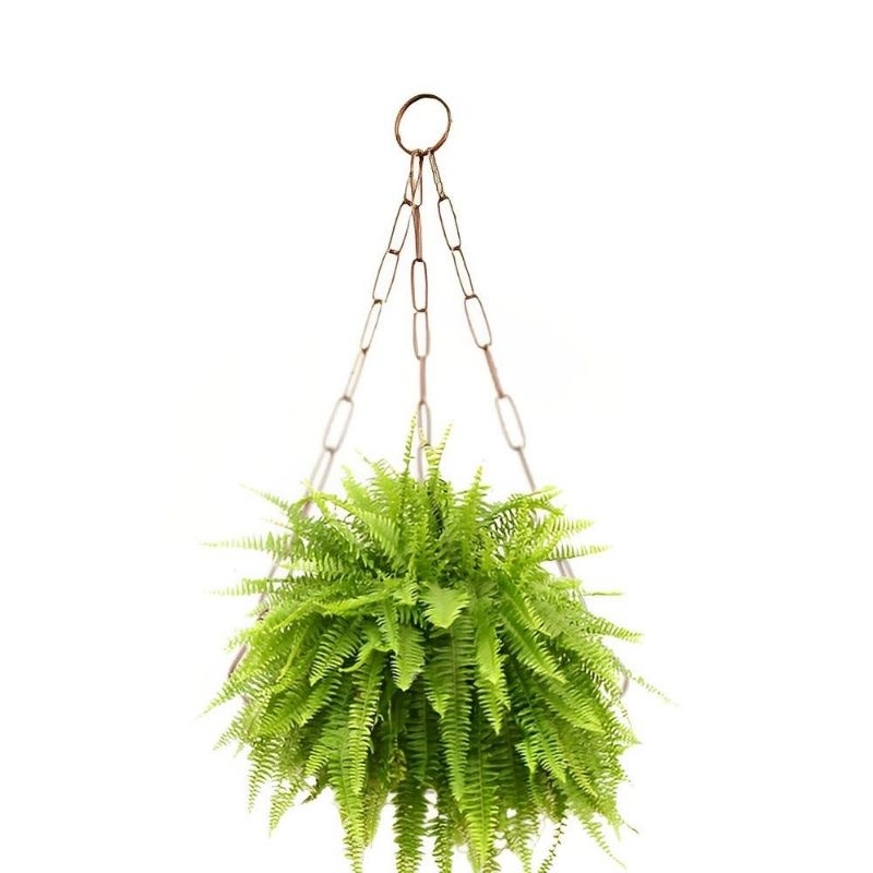 Suporte de Ferro de parede com corrente de 44 cm para Pendurar Samambaia com base de 22 cm para Vasos