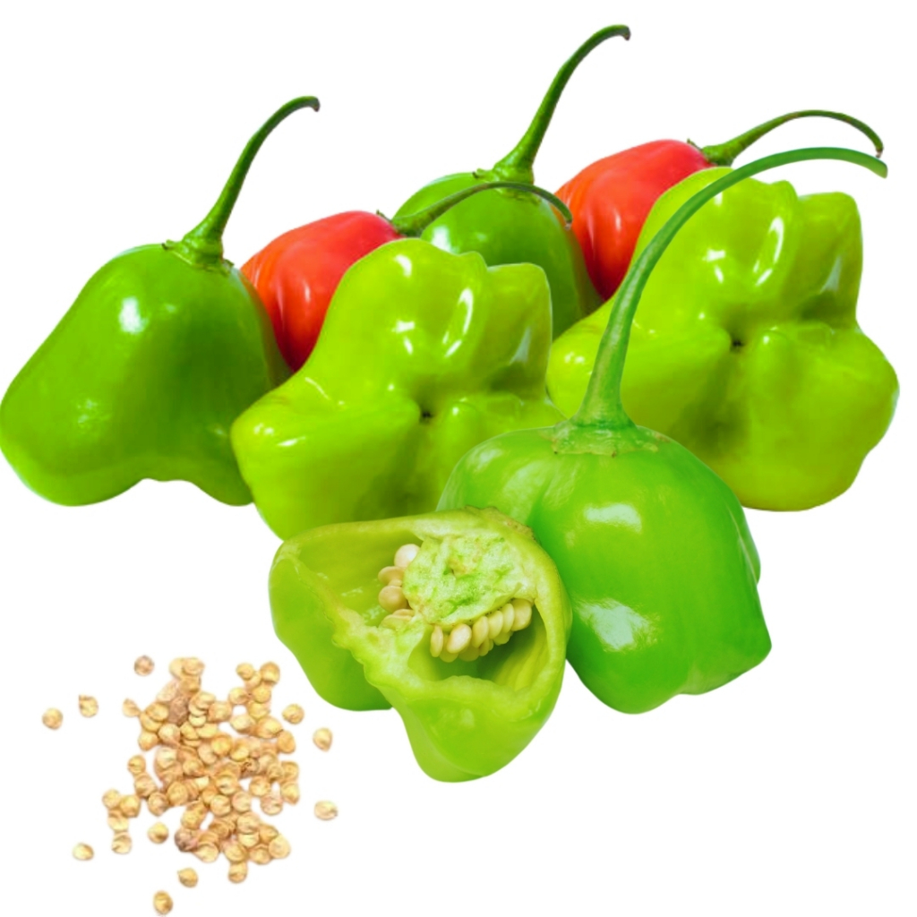 Chapéu Padre - Comprar com Melhor Preço em Bonés, Chapéus e Toucas