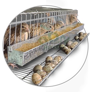 Gaiola Codorna Japonesa Poedeira Ovos Viveiro Até 15 Aves Postura em Oferta na Shopee