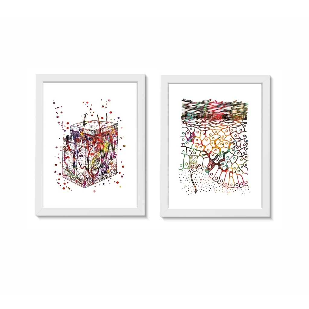 Kit 2 Quadros Decorativos Anatomia da Pele Decoração Consultório Médico Dermatologia Molduras 20x30cm Madeira