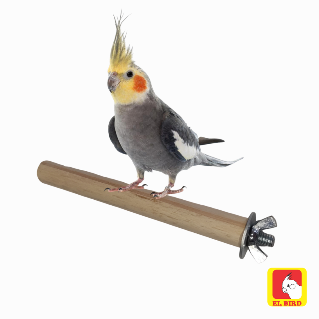 Poleiro tradicional para calopsita, periquito, agapornis - Madeira natural 100% ecológica - Ei Bird