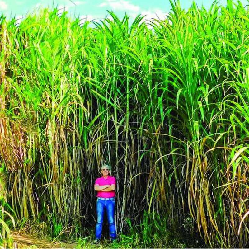 Sementes Capim Gigante Sem Pelo | ENVIO RÁPIDO! em Oferta na Shopee