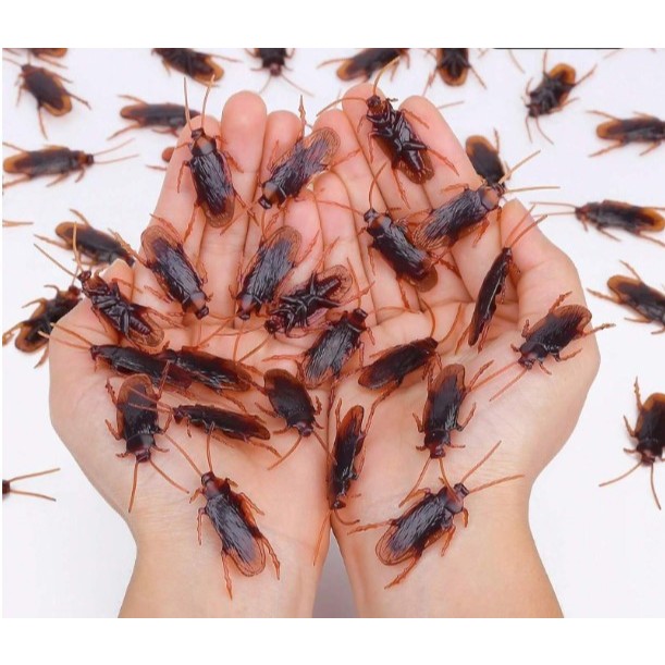 Barata De Plástico Kit Com 12 Un em Oferta na Shopee