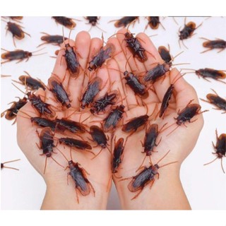 Barata De Plástico Kit Com 12 Un em Oferta na Shopee