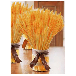 Trigos Secos 25 à 30cm Fechos Fardos Desidratados Arranjos Flores Decoração Hastes Lembrancinhas
