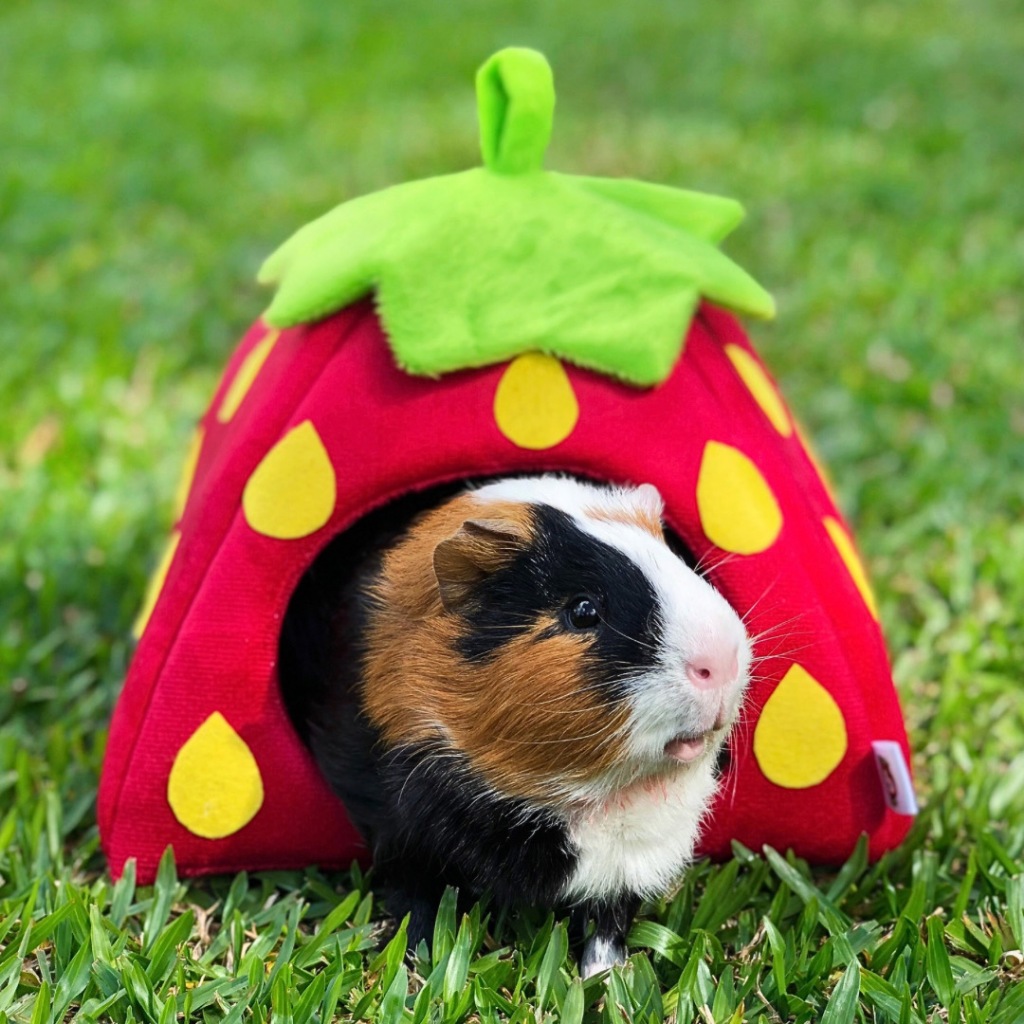 Toca p/ Porquinho da Índia - Guinea Pig Props - Clássicos em Oferta na Shopee