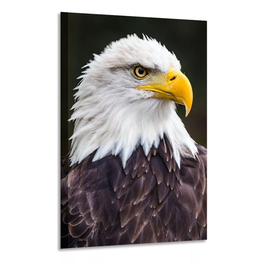 quadro decorativo mdf 70x50 alta resolução 4k aguia ave de rapina em Oferta na Shopee