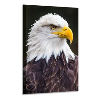 quadro decorativo mdf 70x50 alta resolução 4k aguia ave de rapina em Oferta na Shopee