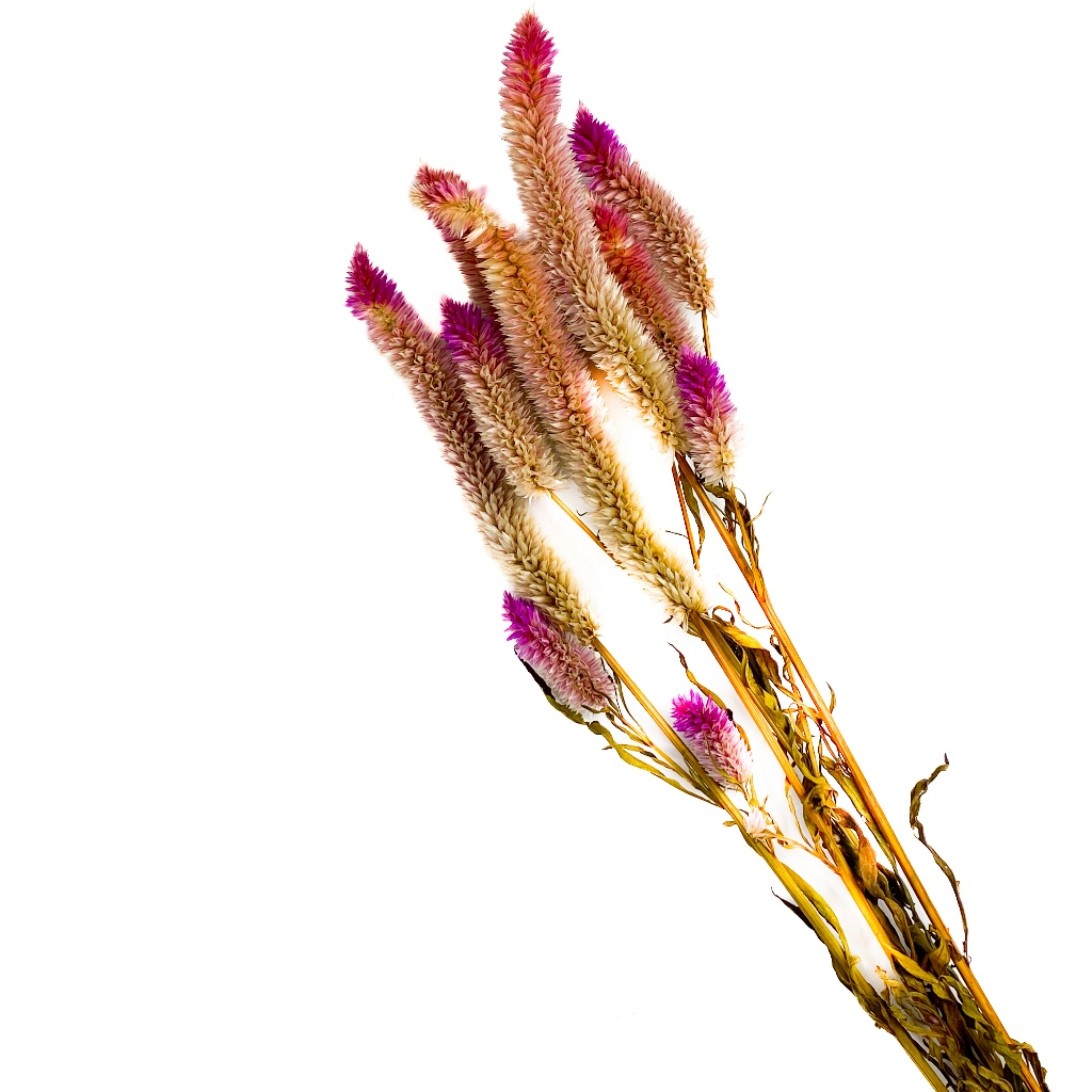 Spray Celosia para Hamster Gerbil 4 unit (SEM ALVEJAR) em Oferta na Shopee