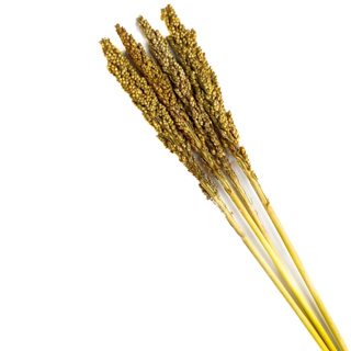 Spray Sorgo para Hamster Gerbil 4 UNIDADES (SEM ALVEJAR) em Oferta na Shopee