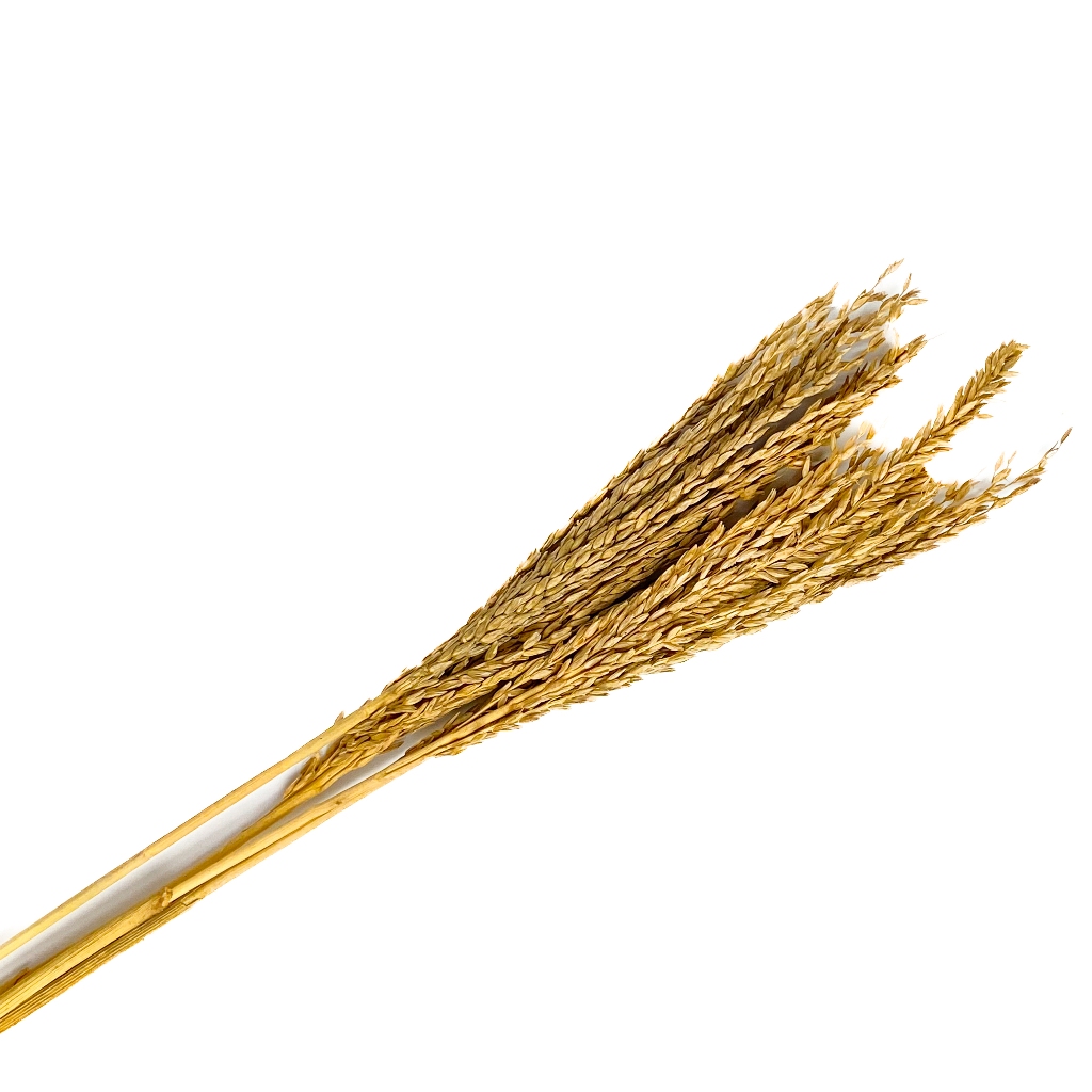 Spray Milho para Hamster Gerbil 4 unit (SEM ALVEJAR) em Oferta na Shopee