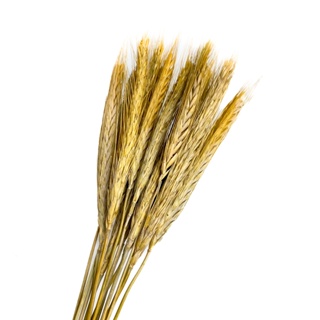 Spray Trigo para Hamster Gerbil 15 unit (SEM ALVEJAR) em Oferta na Shopee