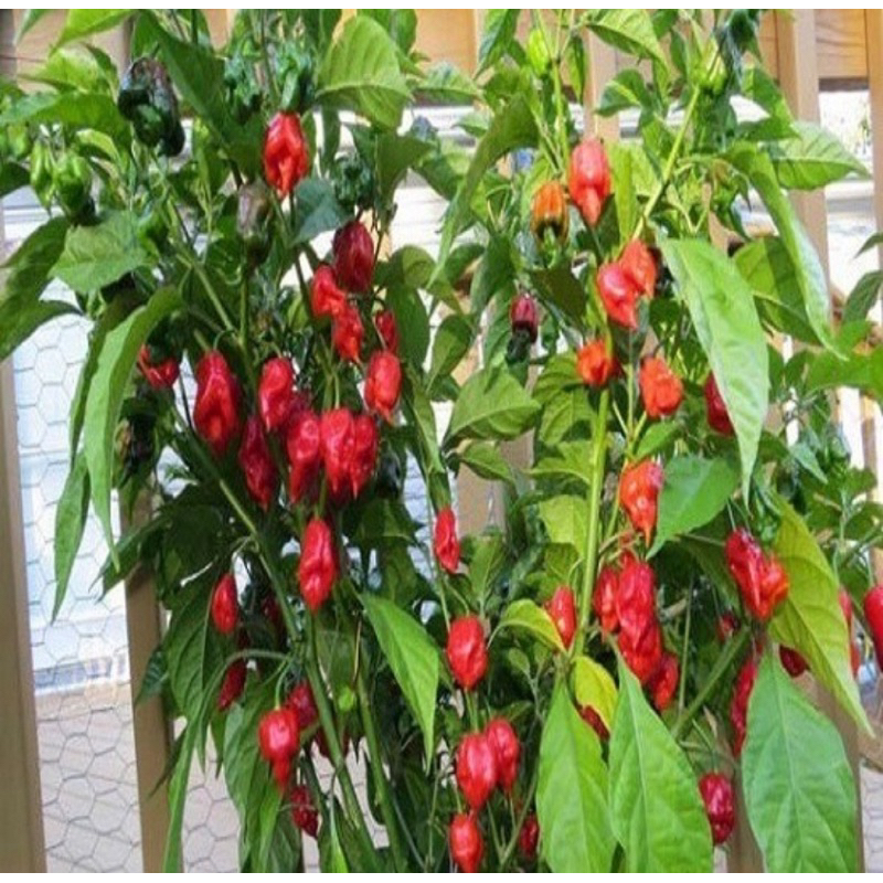50 Sementes Pimenta Carolina Reaper