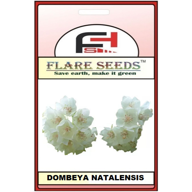 Astrapeia Branca Muda: Onde Comprar | BuscaProdutos