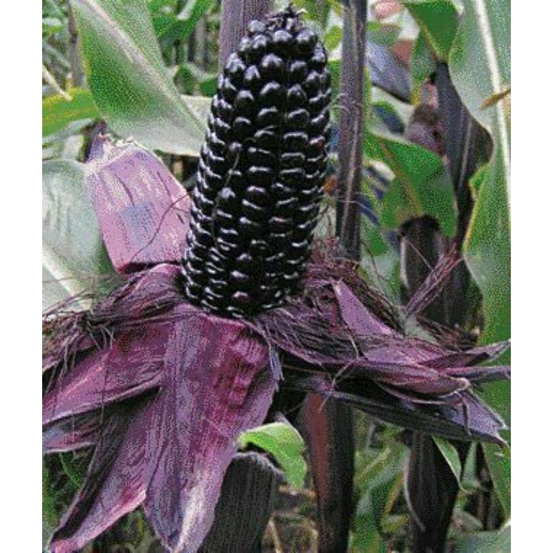 200 Sementes Milho Asteca Black Corn Preto ( Relíquia Agrícola).