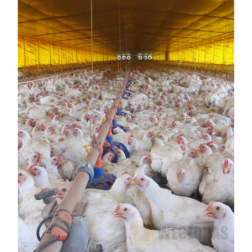 O que é Cortina de Aviário? Guia e Onde Comprar | BuscaProdutos