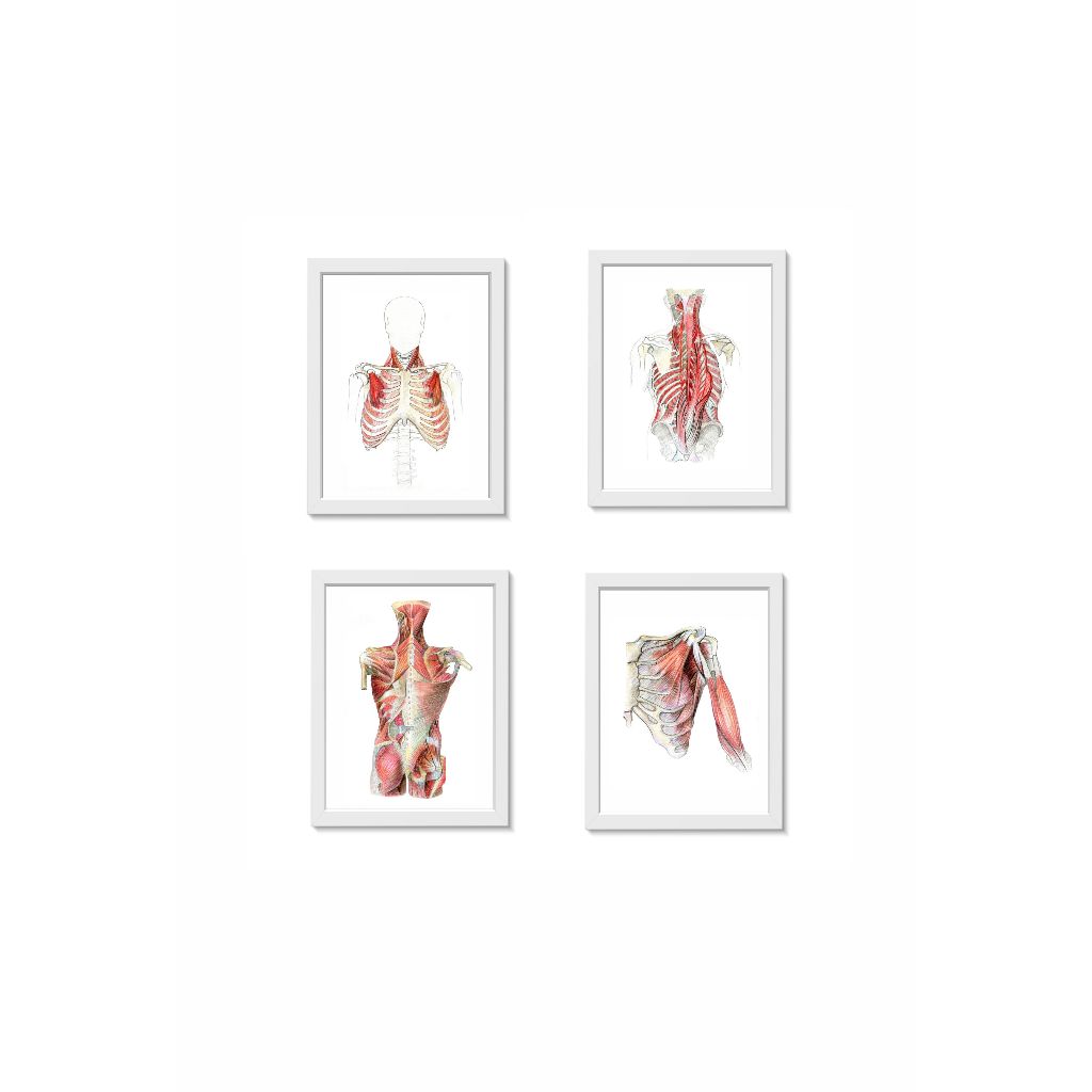 Kit 4 Quadros Decorativos Sistema Muscular Humano para decorar Consultório Clínica Médica Medicina.Moldura de madeira com vidro e suporte para pendurar. Tamanho de cada quadro:32x23cm