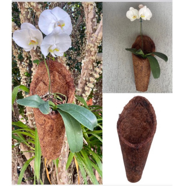 Kit 3 Vaso Fibra de Coco Concha Cone G Para Orquídeas