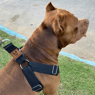 Coleira Peitoral Guia Para Cachorro Pitbull Golden Regulável e Confortável em Oferta na Shopee