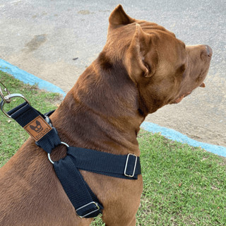 Coleira Peitoral Guia Para Cachorro Pitbull Golden Regulável e Confortável