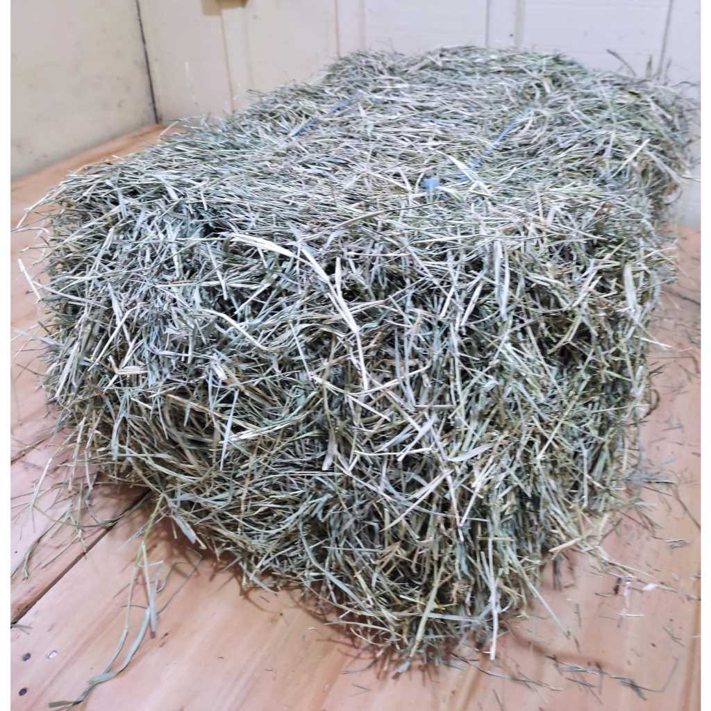 Feno de Tifton premium fardo - Aprox. 10 kg