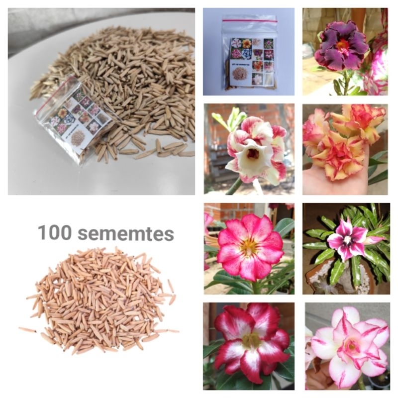 rosas do deserto 100sementes simples duplas ou triplas