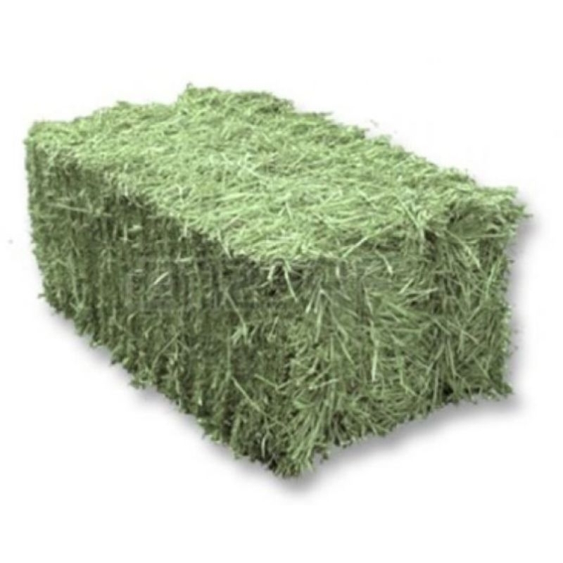 Feno Tifton Verdinho P/ Coelho e Porquinho da Índia de Excelente Qualidade A granel - ENTREGA IMEDIATA