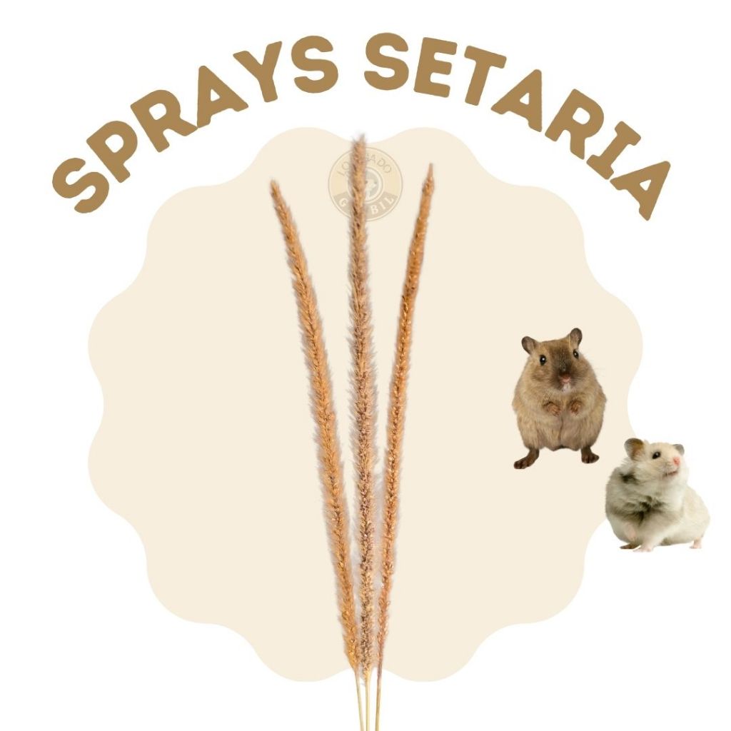 Spray Setária para roedores, hamster, Gerbil, ratos... em Oferta na Shopee