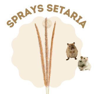 Spray Setária para roedores, hamster, Gerbil, ratos... em Oferta na Shopee