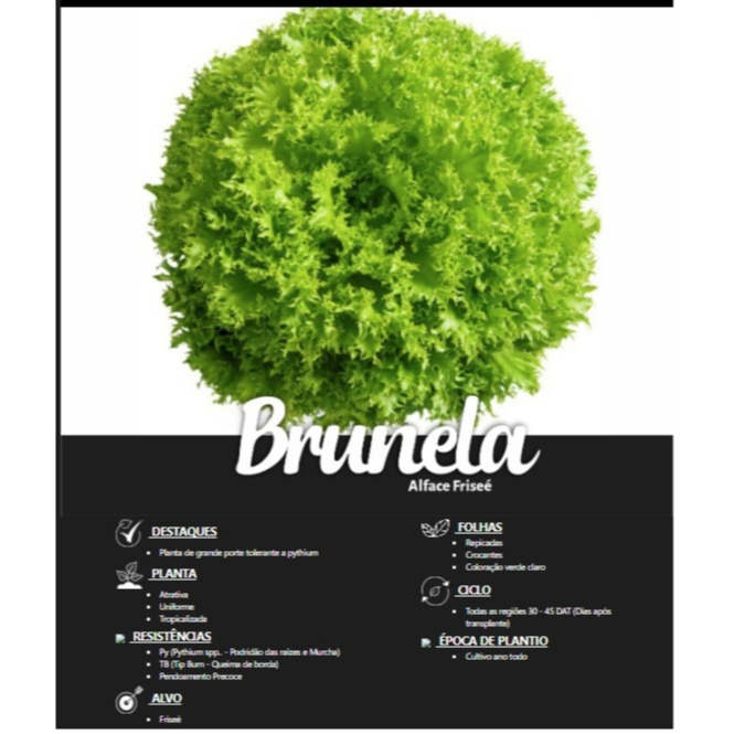 Alface Hidropônica: Onde Comprar | BuscaProdutos