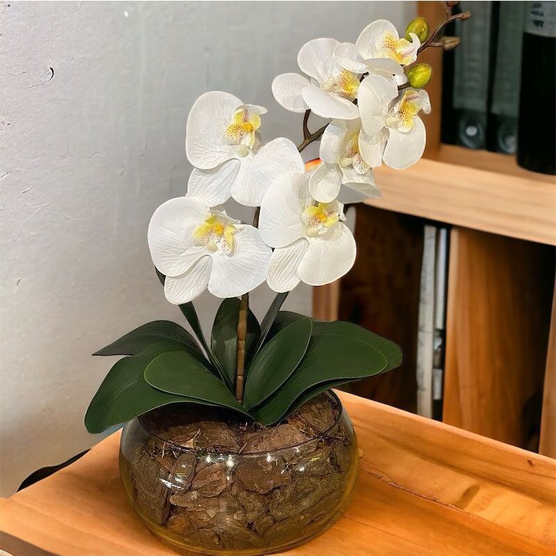 Flores Orquídea Planta Galho Haste Decoração