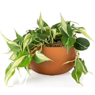 Vaso Cachepo DUE N6 Cuia 21 Grande Terracota Encaixável Acoplável Cachepot Escritório Minimalista Silheuta - Vaso Raiz