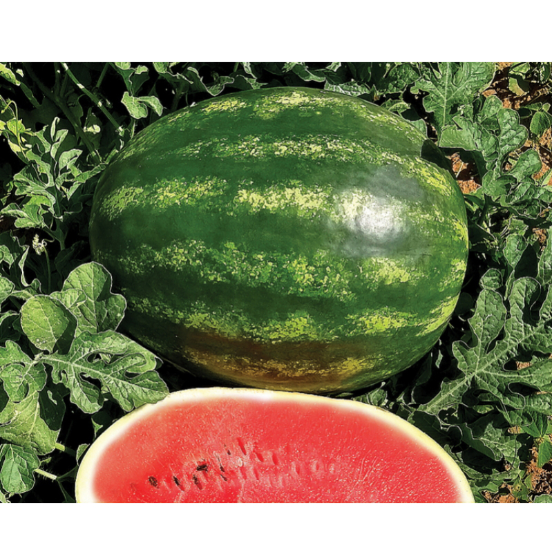 3.000 Sementes Melancia Crimson Select 100g Topseed Premium - HOLLAR PREMIUM. — imagem 2 de 2