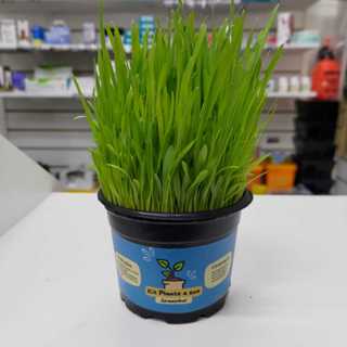 Plante Sua Graminha Petisco para Gatos - Diversão e Aprendizado para a Família em Oferta na Shopee