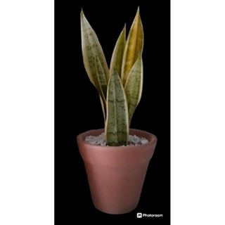 vaso de barro cerâmico comum n°5. em Oferta na Shopee