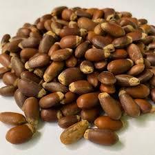 10 Sementes de  Araticum do cerrado Marolo para plantio apronta entreda envio rapido