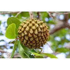 10 Semente de Marolo (Araticum-do-Cerrado) 🌱 Produto Natural para Plantio