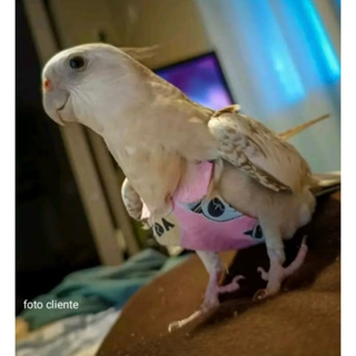 fralda pet para calopsita + fraldinha interna removível em Oferta na Shopee