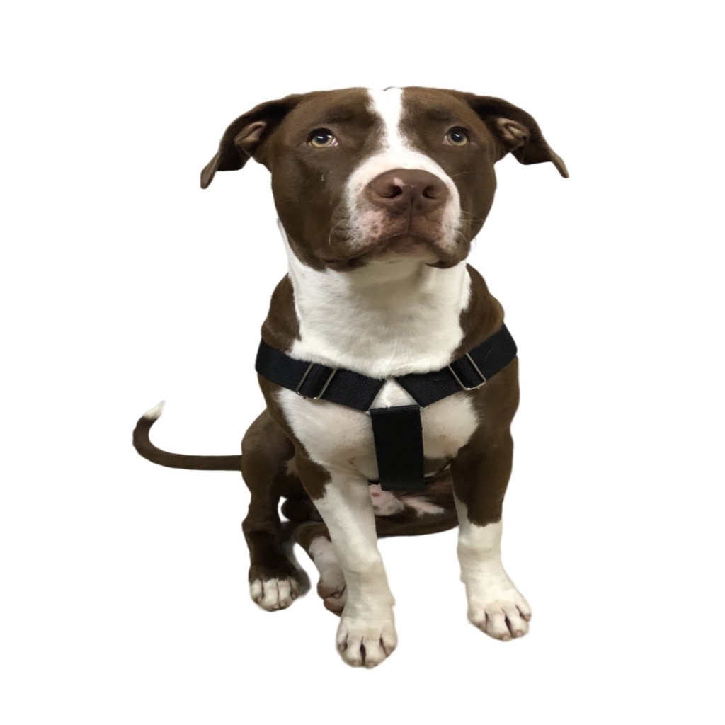 Pitbull Rottwaley Doberman peitoral com trava engate rápido + guia de 1mt