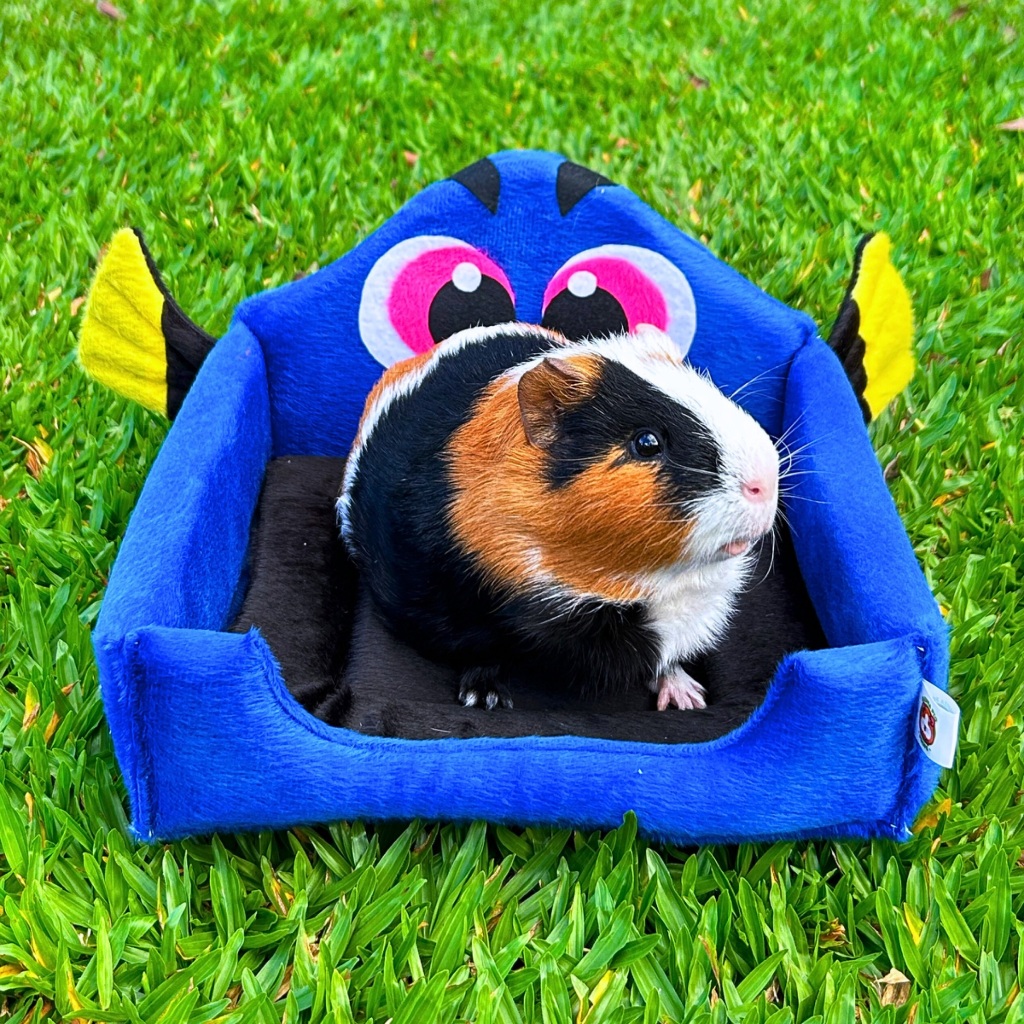 Caminha p/ Porquinho da Índia - Dory, Procurando Nemo - Guinea Pig Props